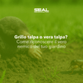 Grillo talpa o vera talpa? Come riconoscere il vero nemico del tuo giardino
